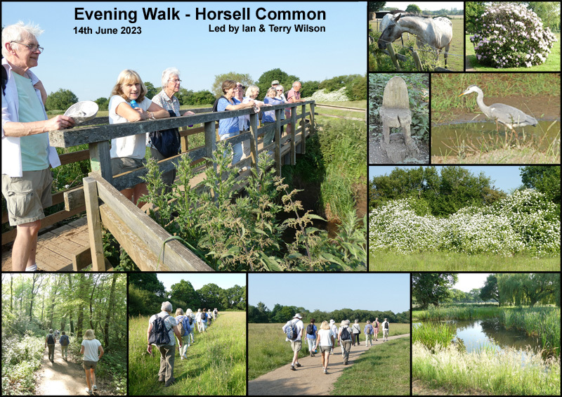 Evening Walk - Horsell Common - 14th June 2023
